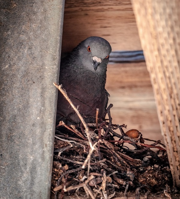pigeon to leave the nest